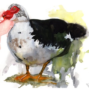 Muscovy Duck Numbered limited edition Giclee Print of a Watercolour Painting