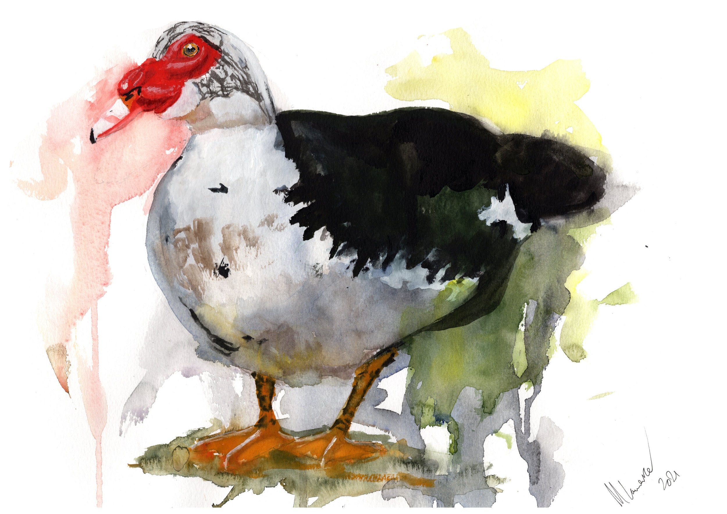 Muscovy Duck Numbered limited edition Giclee Print of a Watercolour Painting