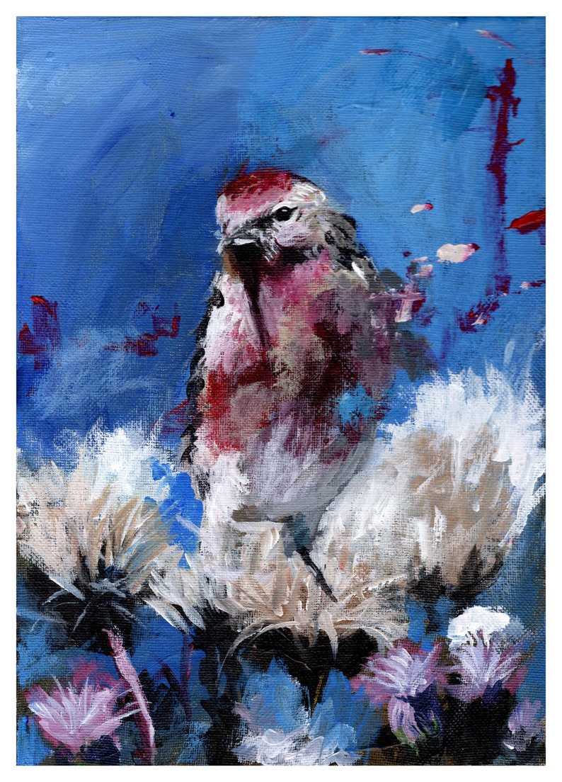 Redpoll Finch Numbered limited edition Giclee Print of a Watercolour Painting by Myles Laurence Art