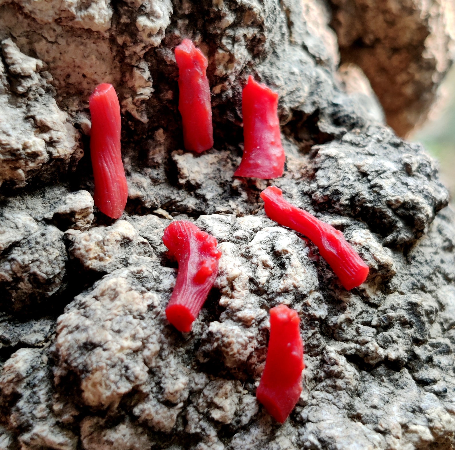 NATURAL CORAL ROUGH Gemstone 6ct High Quality 6pcs Lot Red Etsy UK