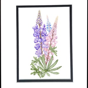 Lupin art, art, Lupine art flower, reproduction print, watercolor print, lupin print, wall art, home decor, artwork,watercolor, east coast