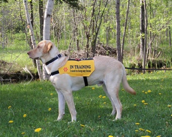 Customizable Dog Vest: Personalized Text, Durable Outdoor Fabric