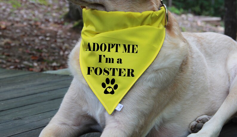 Op de afbeelding: Een gele hondenbandana met zwarte tekst die "Adopteer mij, ik ben een pleegdier" zegt en een zwarte pootafdruk met een hart in het midden.