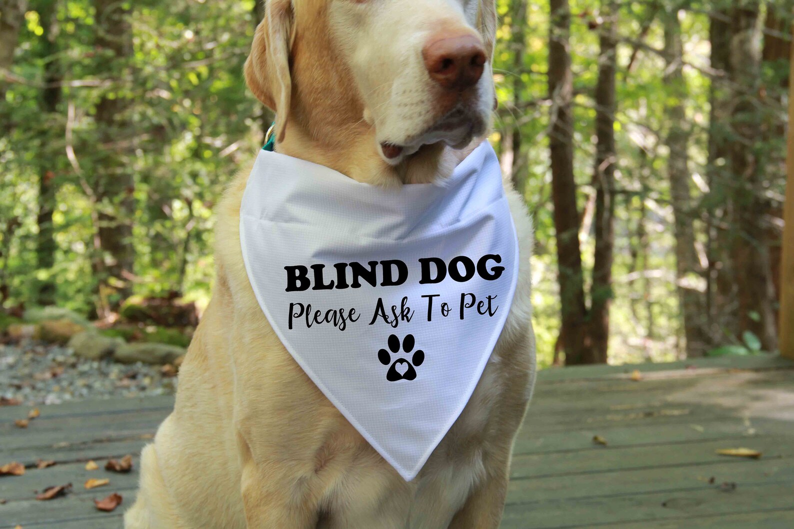 Blind Dog Bandana Over the Collar Bandana Blind Dog Etsy