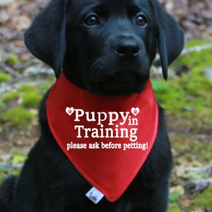 May include: A black Labrador puppy wearing a red bandana with white text that reads "Puppy in Training, please ask before petting!" The puppy is sitting outdoors with a blurred green and brown background.