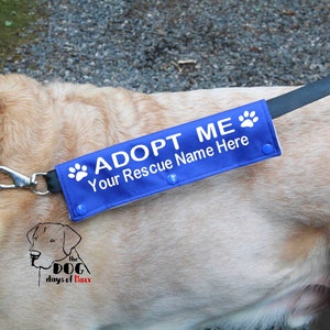 blue leash wrap shown on dog leash.