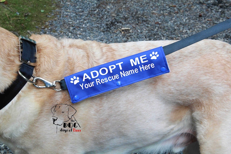 blue leash wrap shown on dog leash.