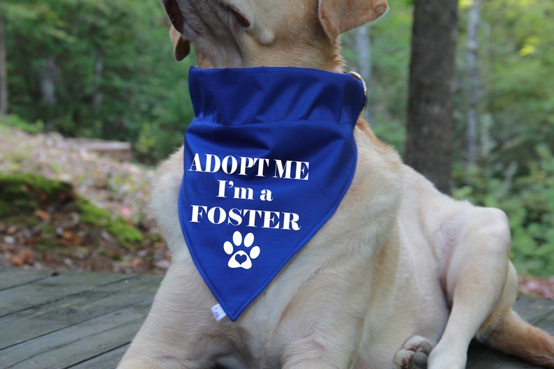 Op de afbeelding: Een gele Labrador Retriever die een blauwe bandana draagt met witte tekst die "Adopteer mij, ik ben een pleegdier" luidt en een witte voetafdruk met een rood hart.