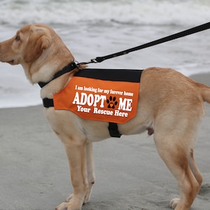 Personalized Adopt Me Dog Vest | Canvas