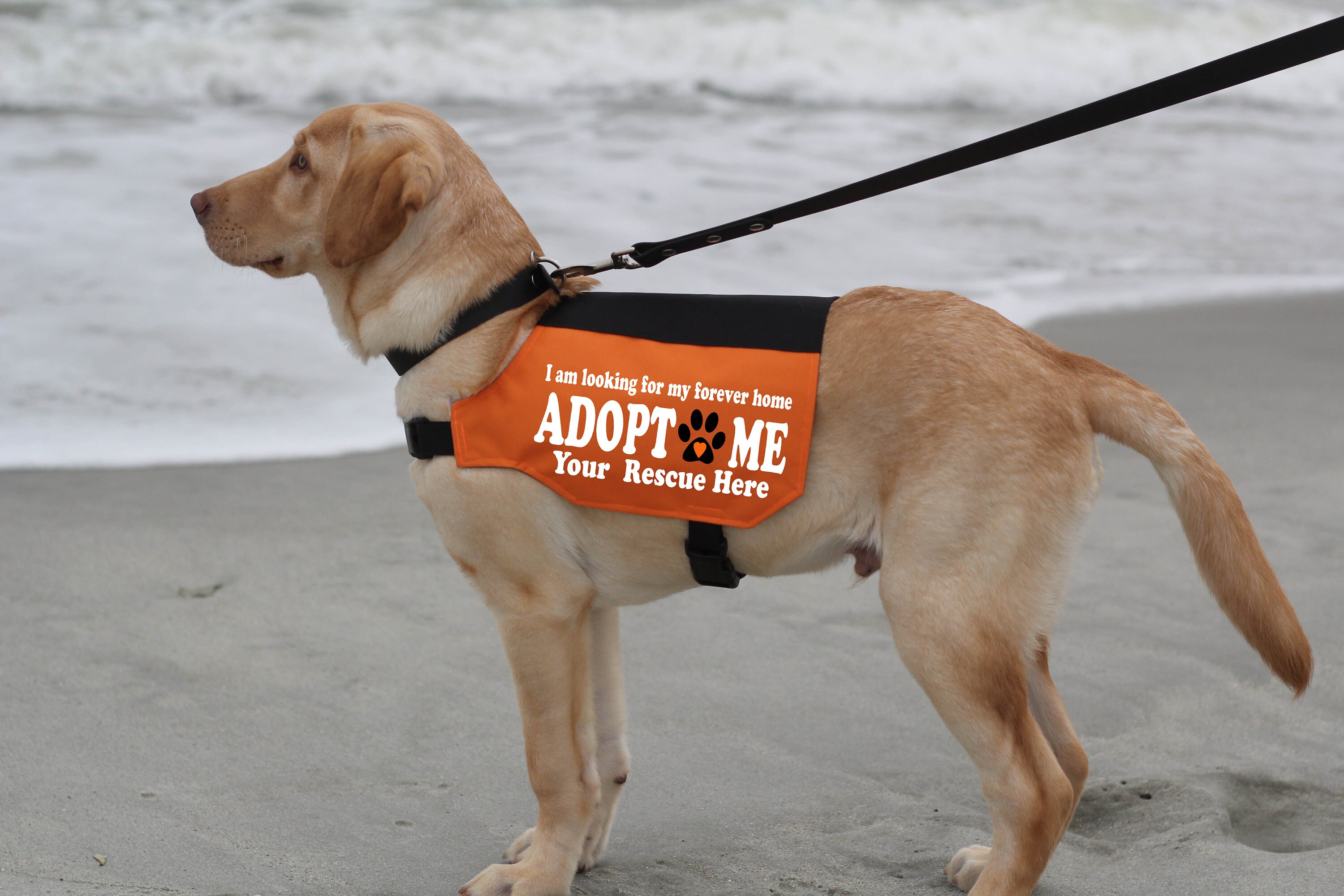 Foster Homes Foster A Service Dog Puppy Dog Adoption Service