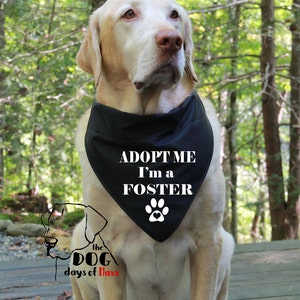 Op de afbeelding: Een gele Labrador Retriever die een zwarte bandana draagt met witte tekst die "Adopteer mij, ik ben een pleegdier" luidt en een pootprint met een hart. De hond zit op een houten dek met een groen bos op de achtergrond.