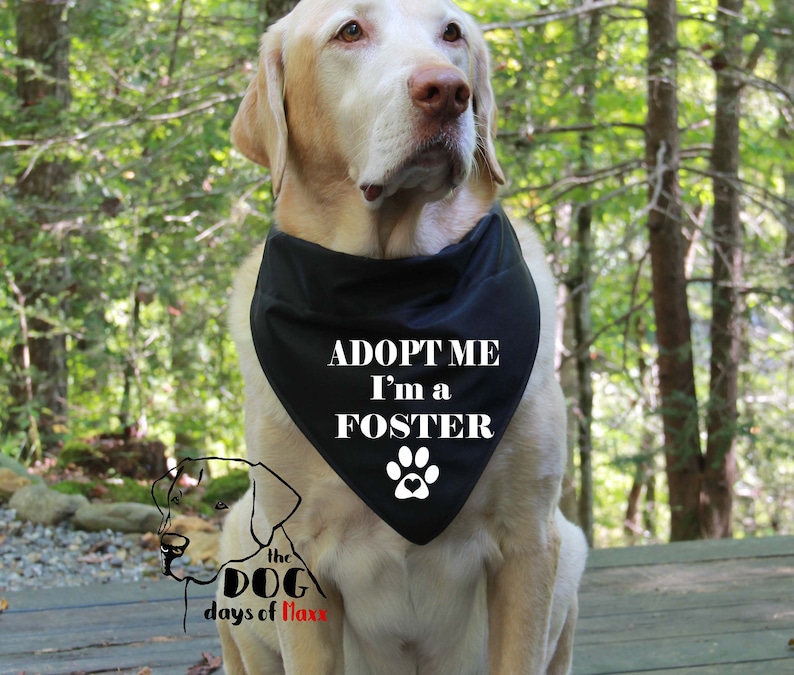 Op de afbeelding: Een gele Labrador Retriever die een zwarte bandana draagt met witte tekst die "Adopteer mij, ik ben een pleegdier" luidt en een pootprint met een hart. De hond zit op een houten dek met een groen bos op de achtergrond.