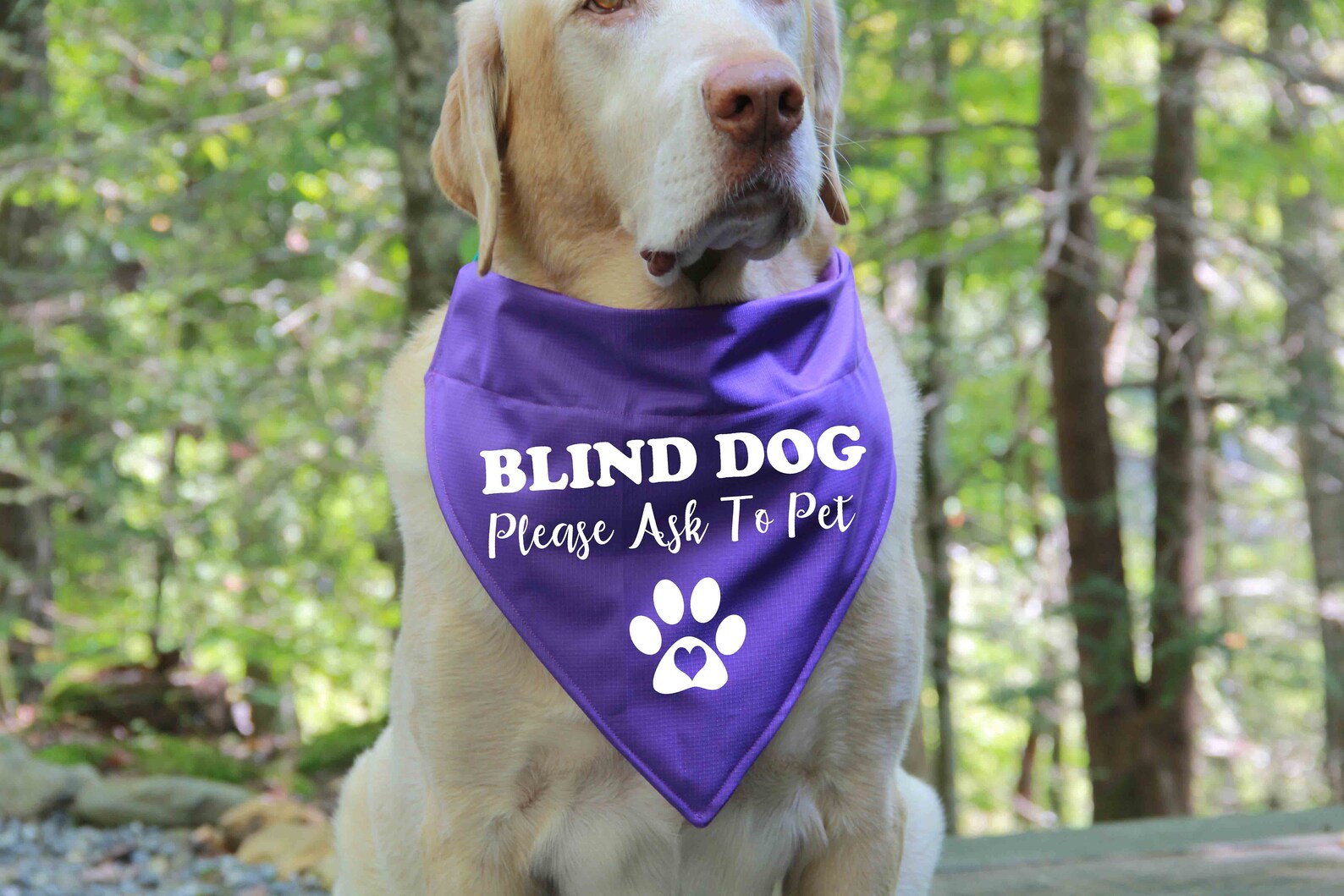 Blind Dog Bandana Over the Collar Bandana Blind Dog Etsy