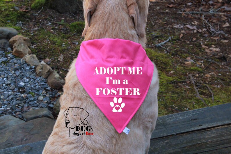 Op de afbeelding: Een roze hondenbandana met witte tekst die "Adopteer mij, ik ben een pleegdier" zegt en een witte voetafdruk met een rood hart. De bandana wordt gedragen door een golden retriever.