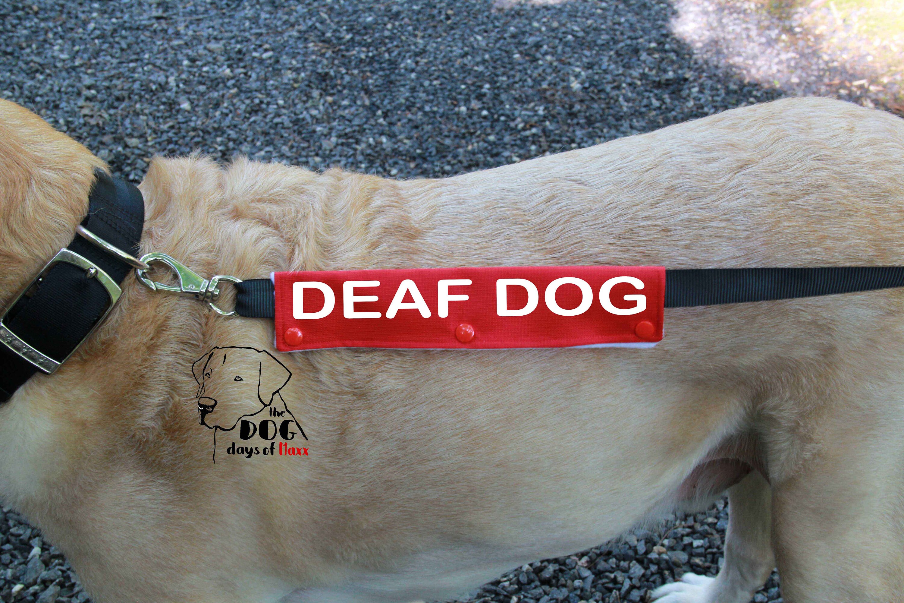 Deaf Dog Dog Leash Sleeve Leash wrap Deaf Dog Leash Wrap Etsy