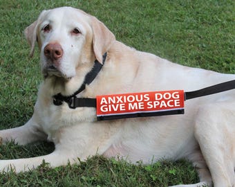 May include: A white dog wearing a black harness with a red and black strap that says "Anxious Dog Give Me Space". The dog is lying on green grass.