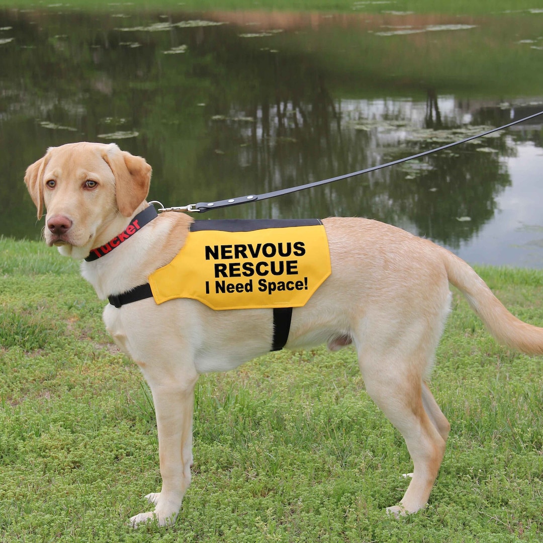 Yellow Dog Jacket Dog Harness That Says Nervous Yellow Dog Vest 2025