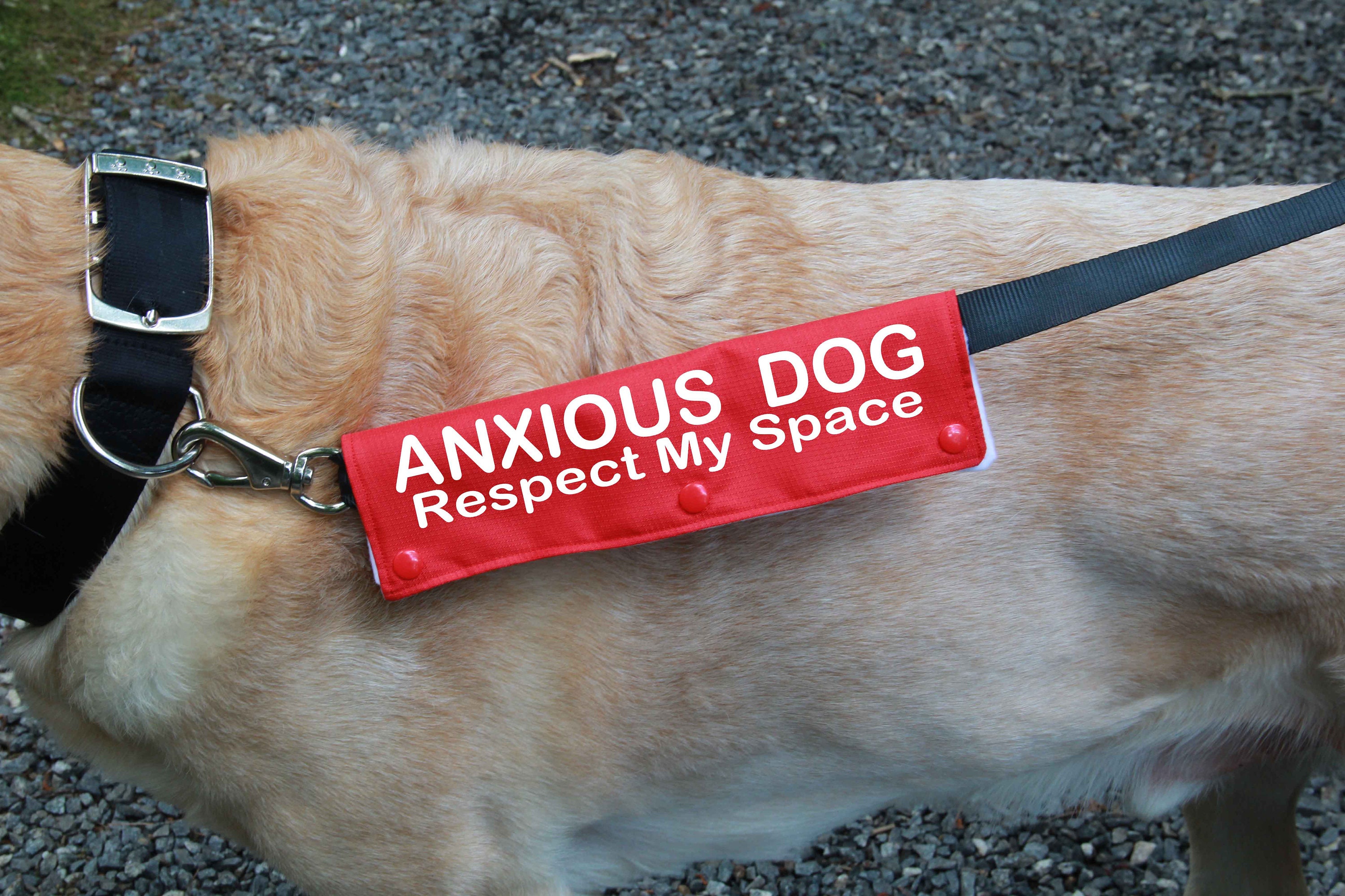 Anxious dog leash Clearance