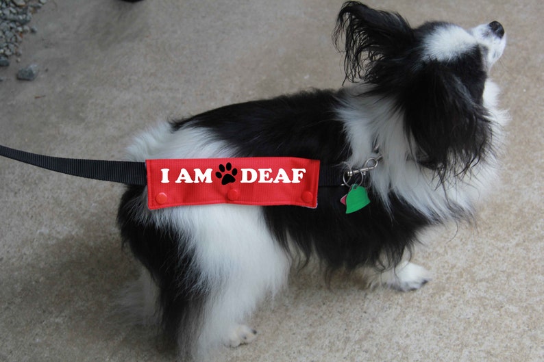 Dog Leash Wrap Leash Sleeve I'M Deaf Mini Size 9 Color Etsy