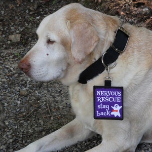 May include: A light-colored Labrador Retriever wearing a black collar with a tag. The tag is purple with white text that reads "NERVOUS RESCUE stay back" and a ghost graphic. The dog is lying on a gravel surface.