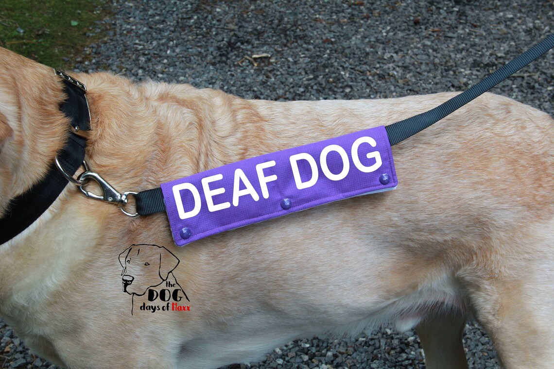 Deaf Dog Dog Leash Sleeve Leash wrap Deaf Dog Leash Wrap 3 Etsy