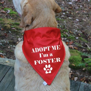 Op de afbeelding: Een golden retriever hond die een rode bandana draagt met de tekst "ADOPT ME I'm a FOSTER" in wit. De bandana heeft een witte pootafdruk met een rood hart in het midden.