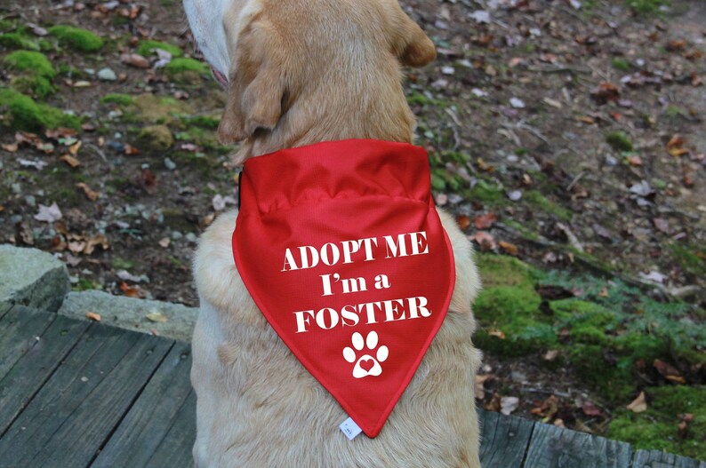 Op de afbeelding: Een golden retriever hond die een rode bandana draagt met de tekst "ADOPT ME I'm a FOSTER" in wit. De bandana heeft een witte pootafdruk met een rood hart in het midden.