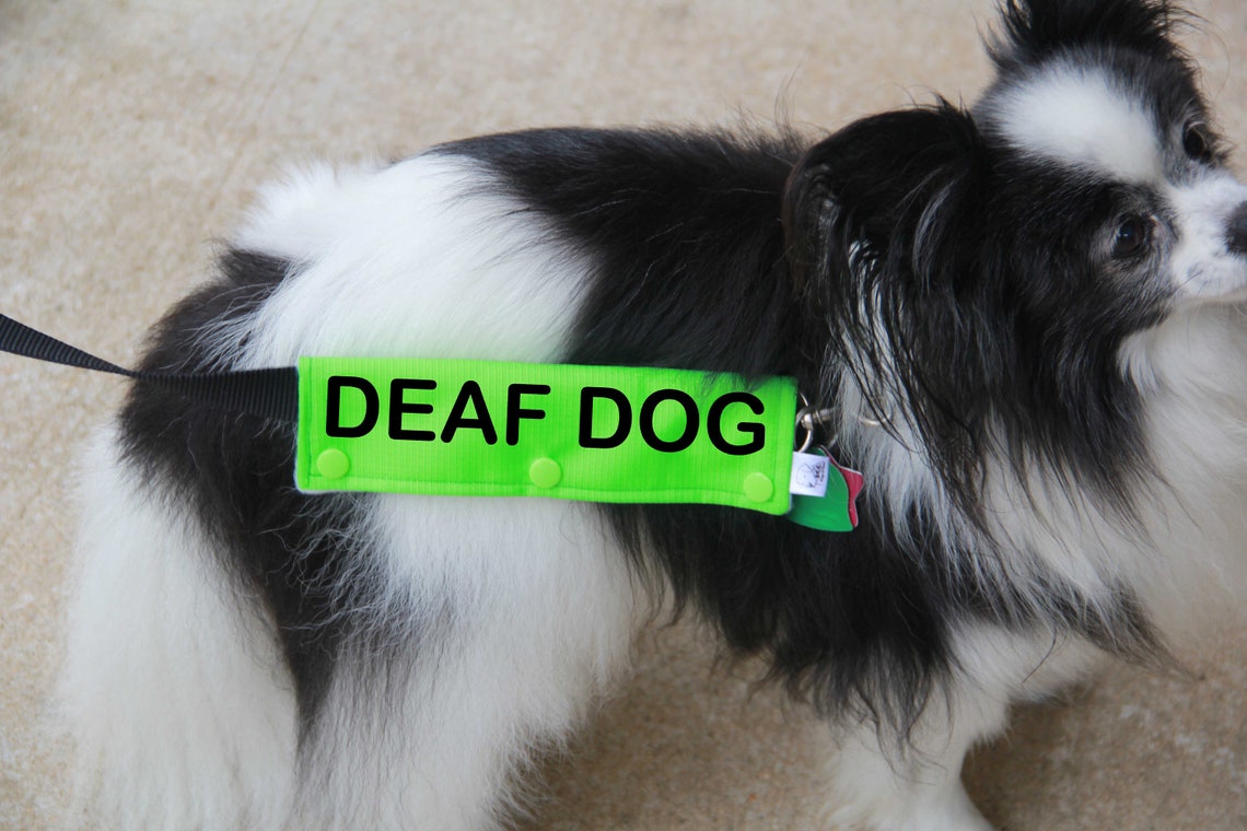 Deaf Dog Dog Leash Sleeve Leash wrap Deaf Dog Leash Wrap 3 Etsy