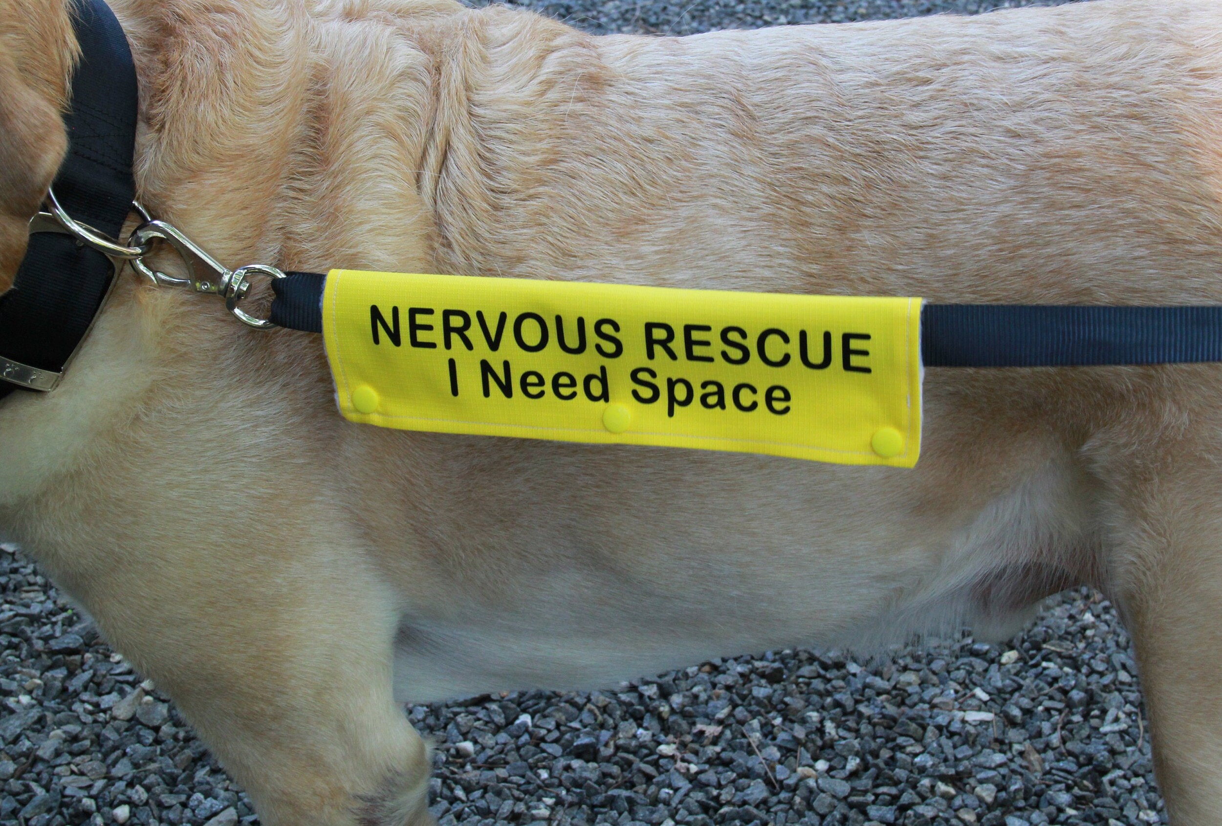 Nervous dog lead slip cover Clearance