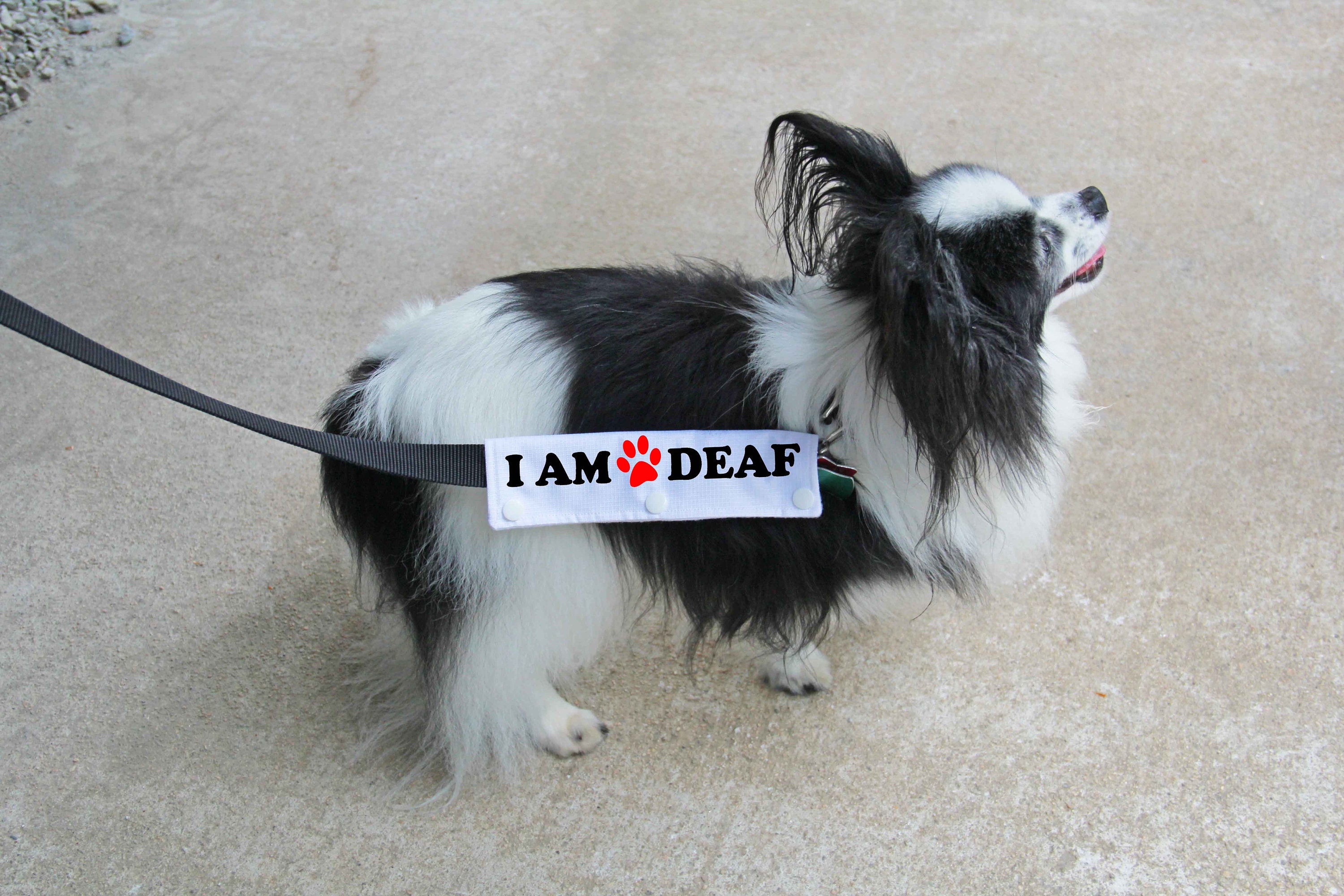 Dog Leash Wrap Leash Sleeve I'M Deaf Mini Size 9 Color Etsy