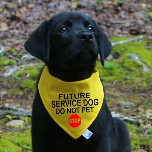 Puppy Learning Manners Bandana Over the Collar Bandanas for Etsy