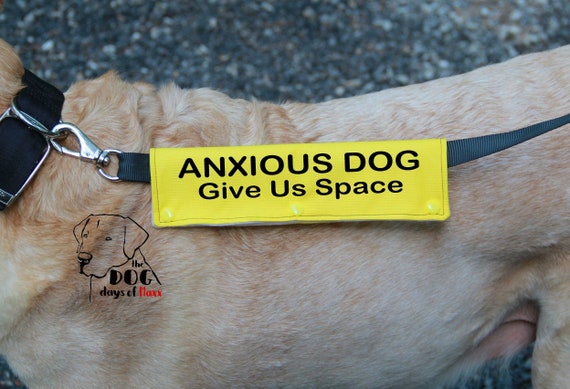 nervous dog accessories