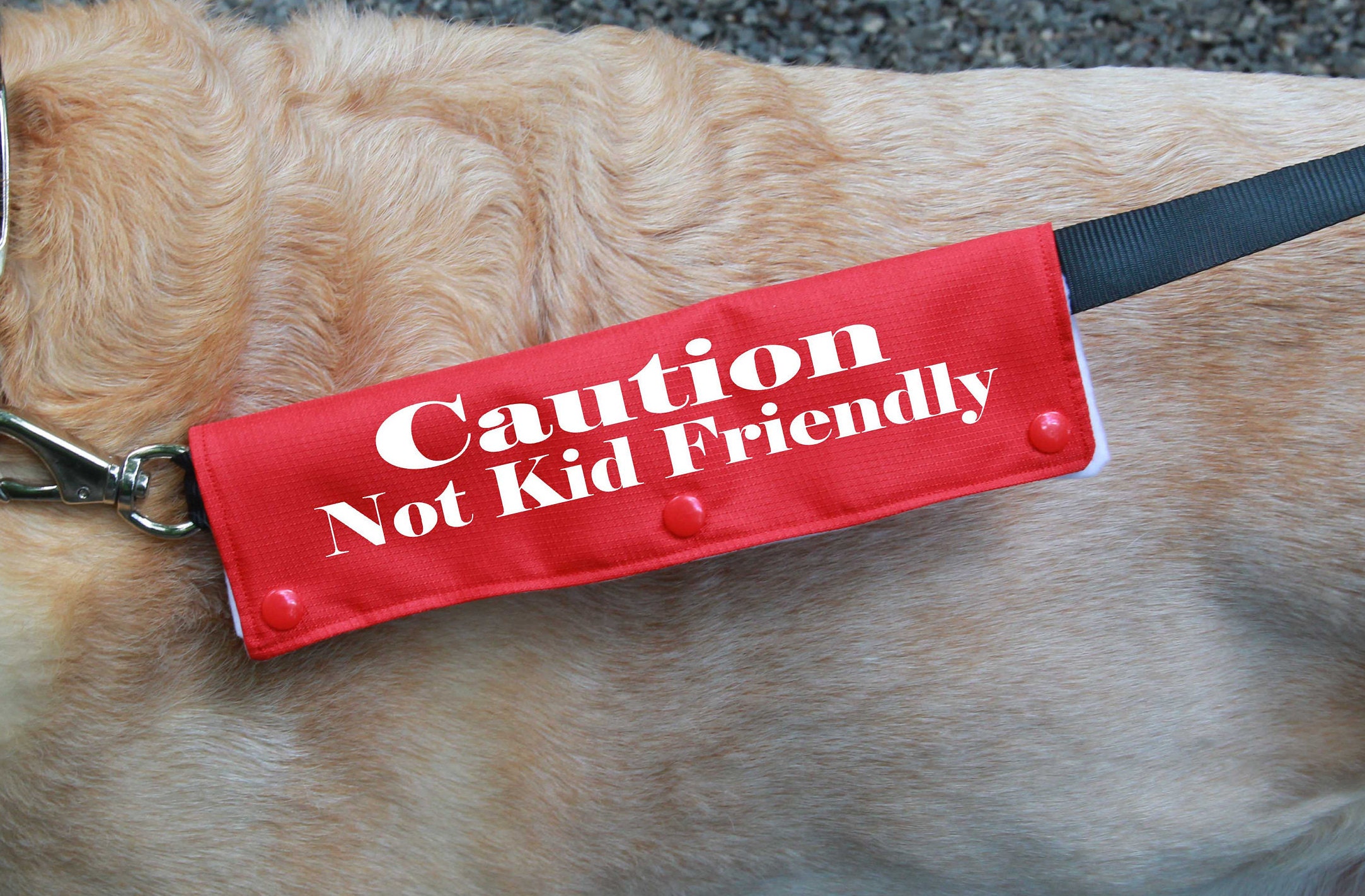 friendly dog leash