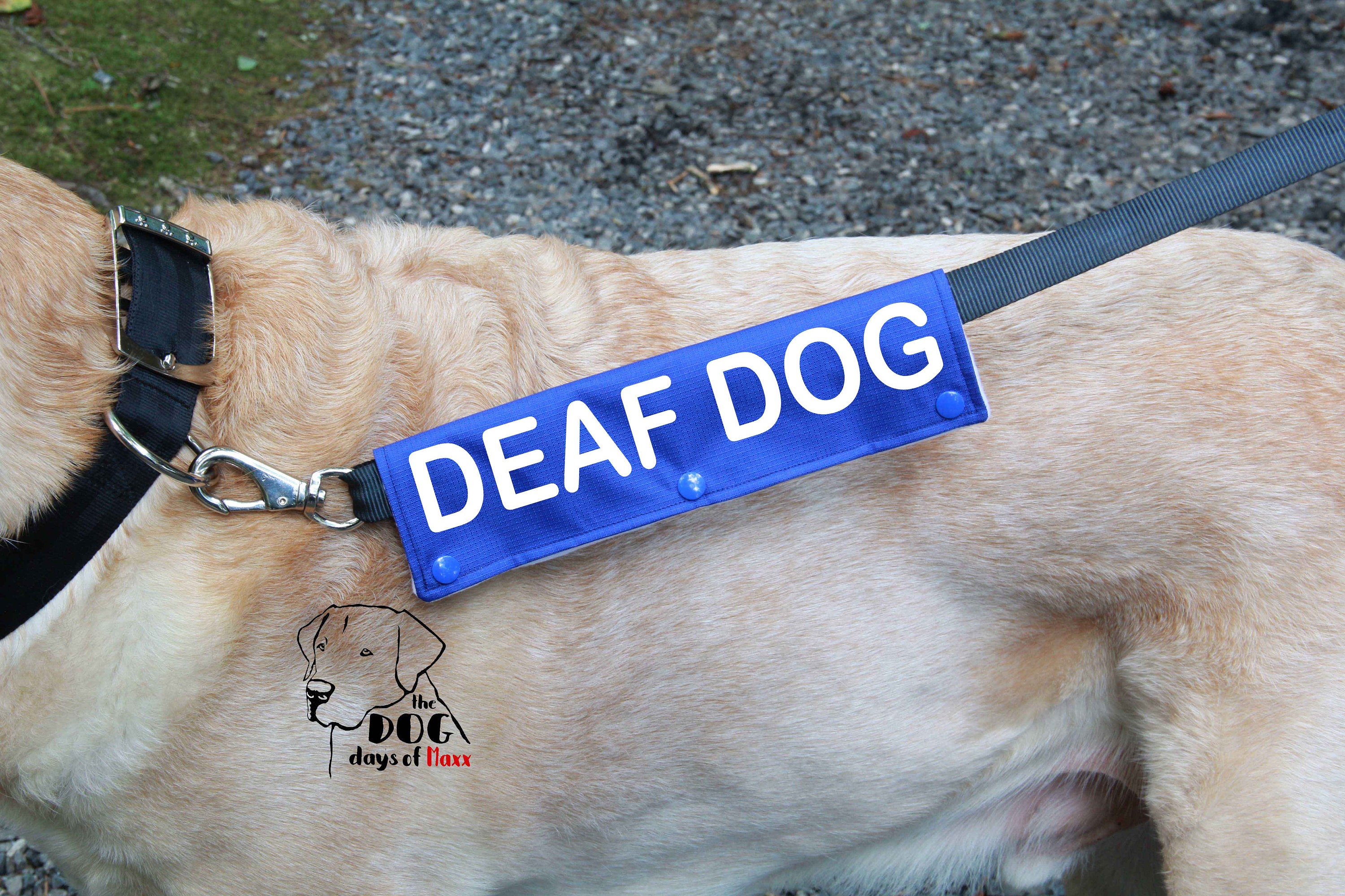 Deaf Dog Dog Leash Sleeve Leash wrap Deaf Dog Leash Wrap 3 Etsy