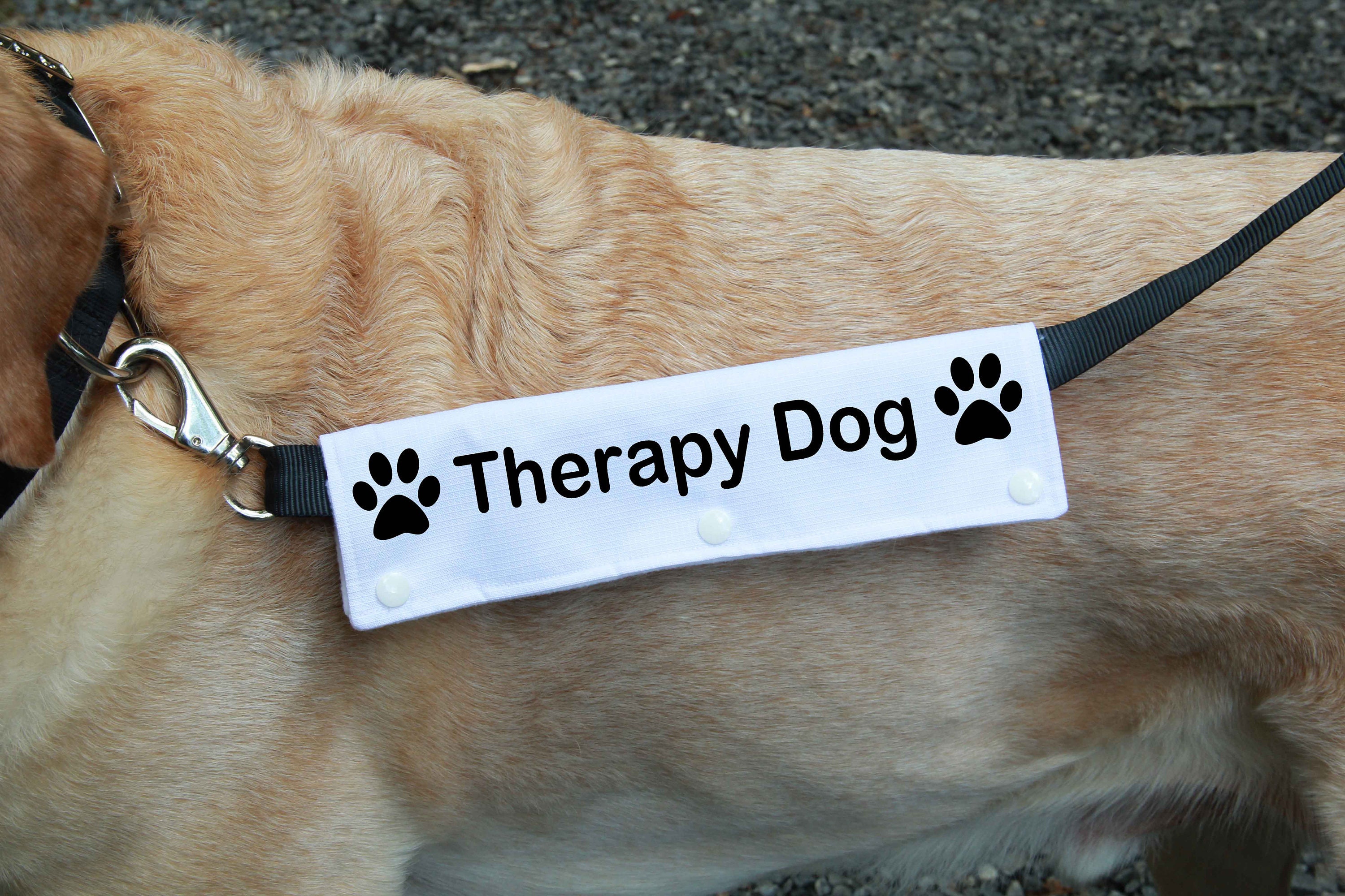 Therapy dog leash Clearance