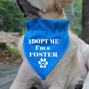 Op de afbeelding: Een lichtbruine hond met een blauwe bandana met de tekst "ADOPT ME I'm a FOSTER" en een witte voetafdruk met een hart in het midden.