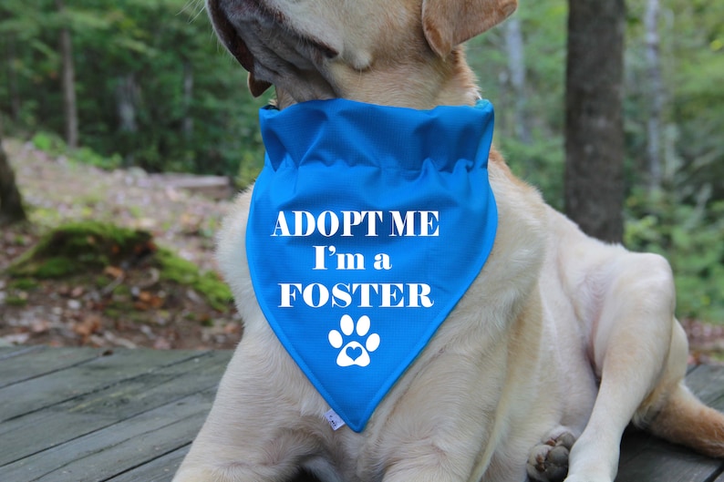 Op de afbeelding: Een lichtbruine hond met een blauwe bandana met de tekst "ADOPT ME I'm a FOSTER" en een witte voetafdruk met een hart in het midden.
