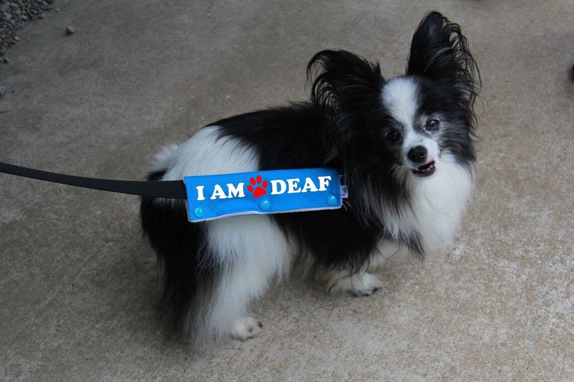 Dog Leash Wrap Leash Sleeve I'M Deaf Mini Size 9 Color Etsy