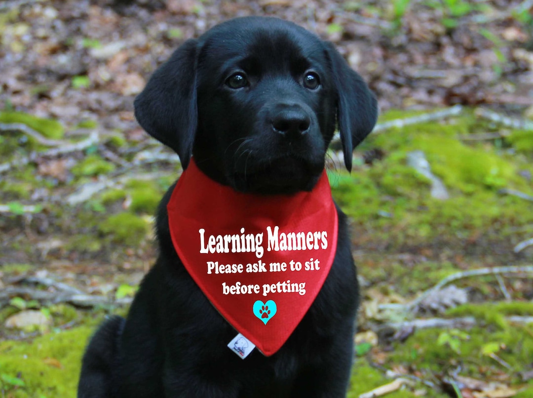 Puppy Learning Manners Bandana, Over the Collar Bandanas for Puppies, Xsmall Bandanas for Puppy