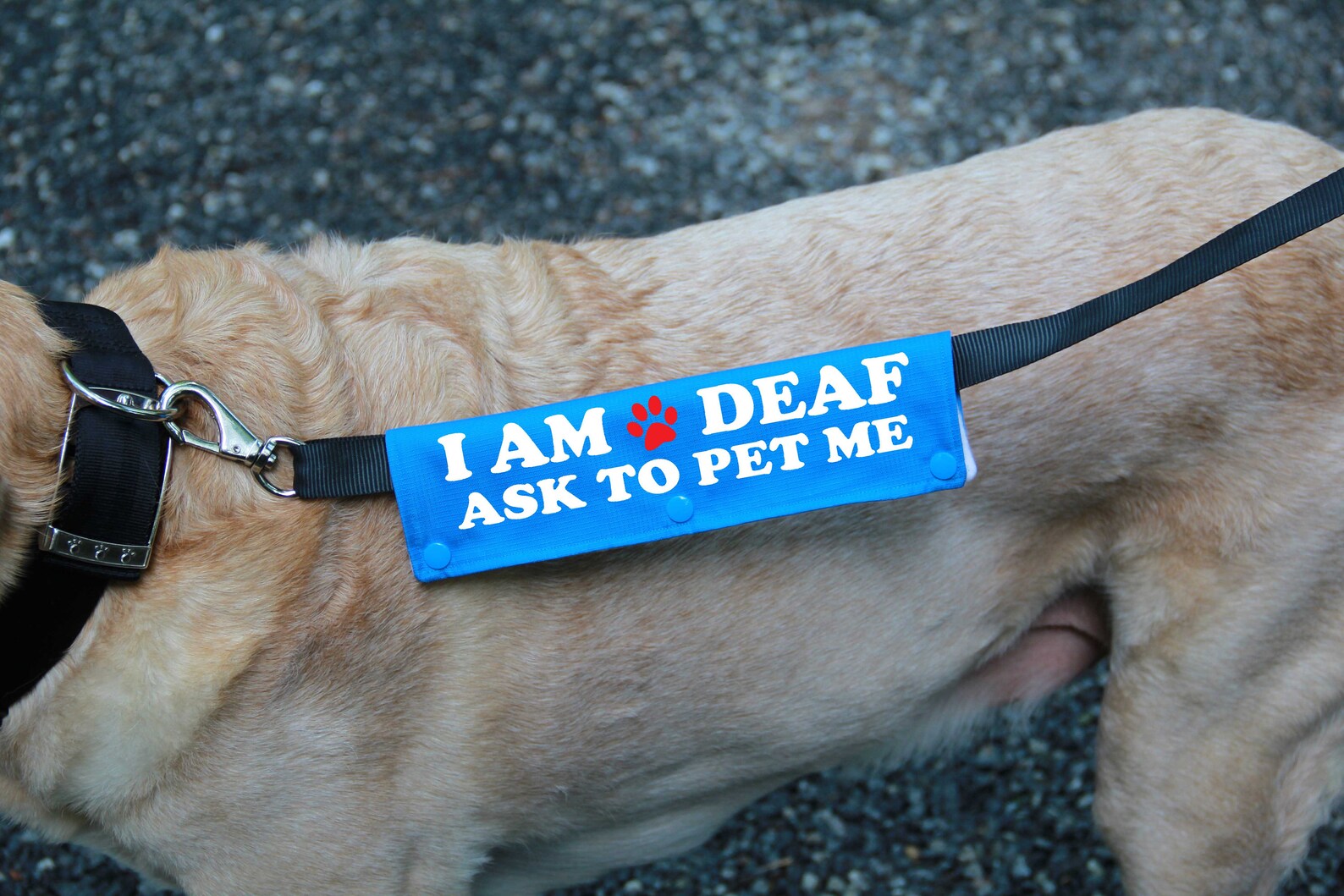 Leash sleeve or collar wrap Deaf Dog Leash wrap Multi Etsy