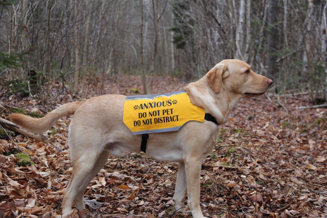 CENWA Nervous Dog Vest - Slogan Warning Jacket For Anxious Or Scared Dogs, Medium & Large Sizes