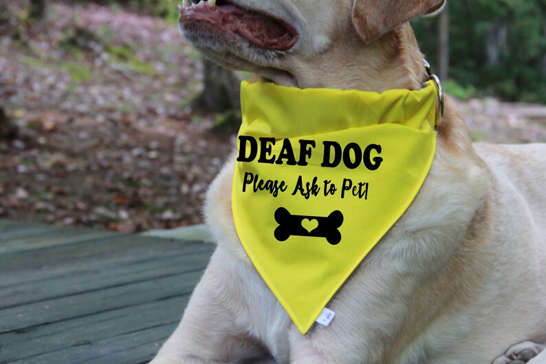 Deaf Dog Bandana Over the Collar Bandana Deaf Dog Bandanas Etsy
