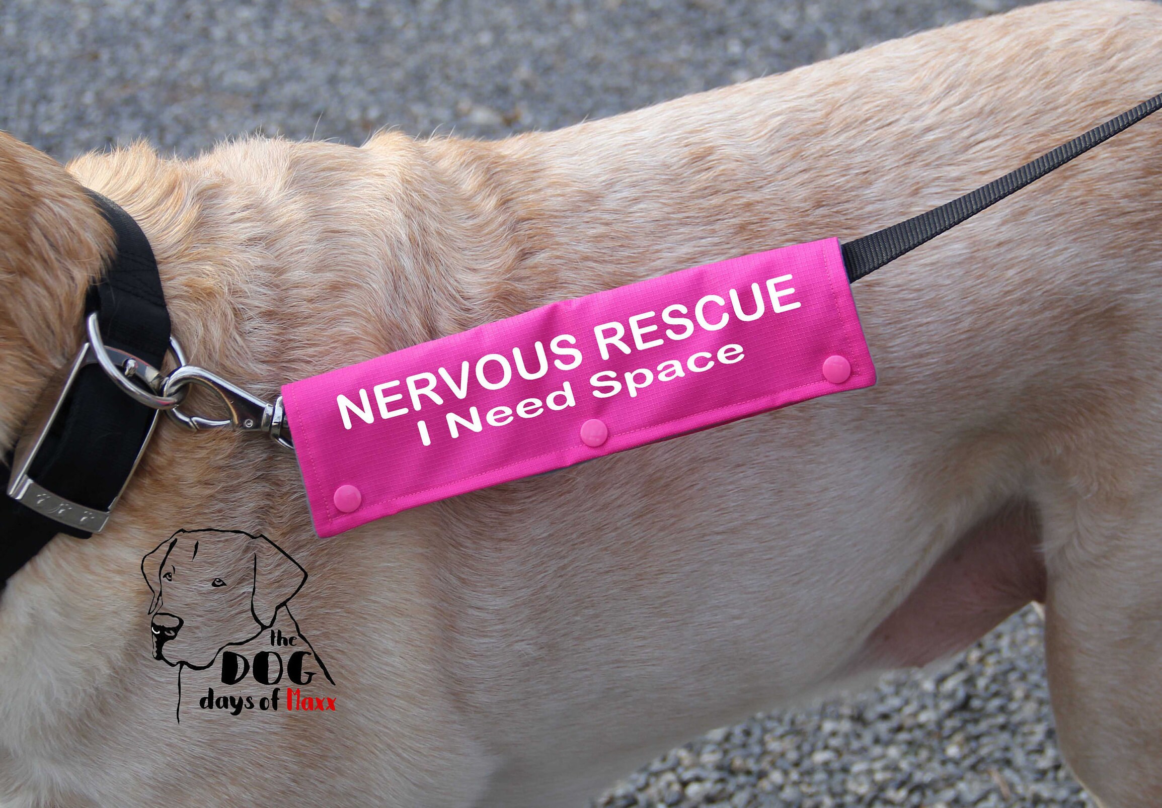 E Collar Leash Reactive Dog Reddit Leash Reactive Dog Online