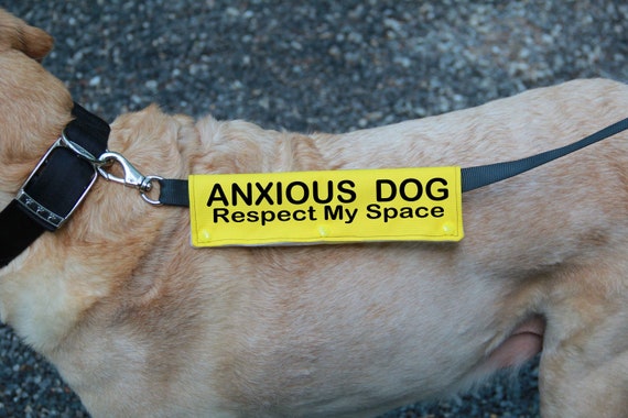 anxious dog collar