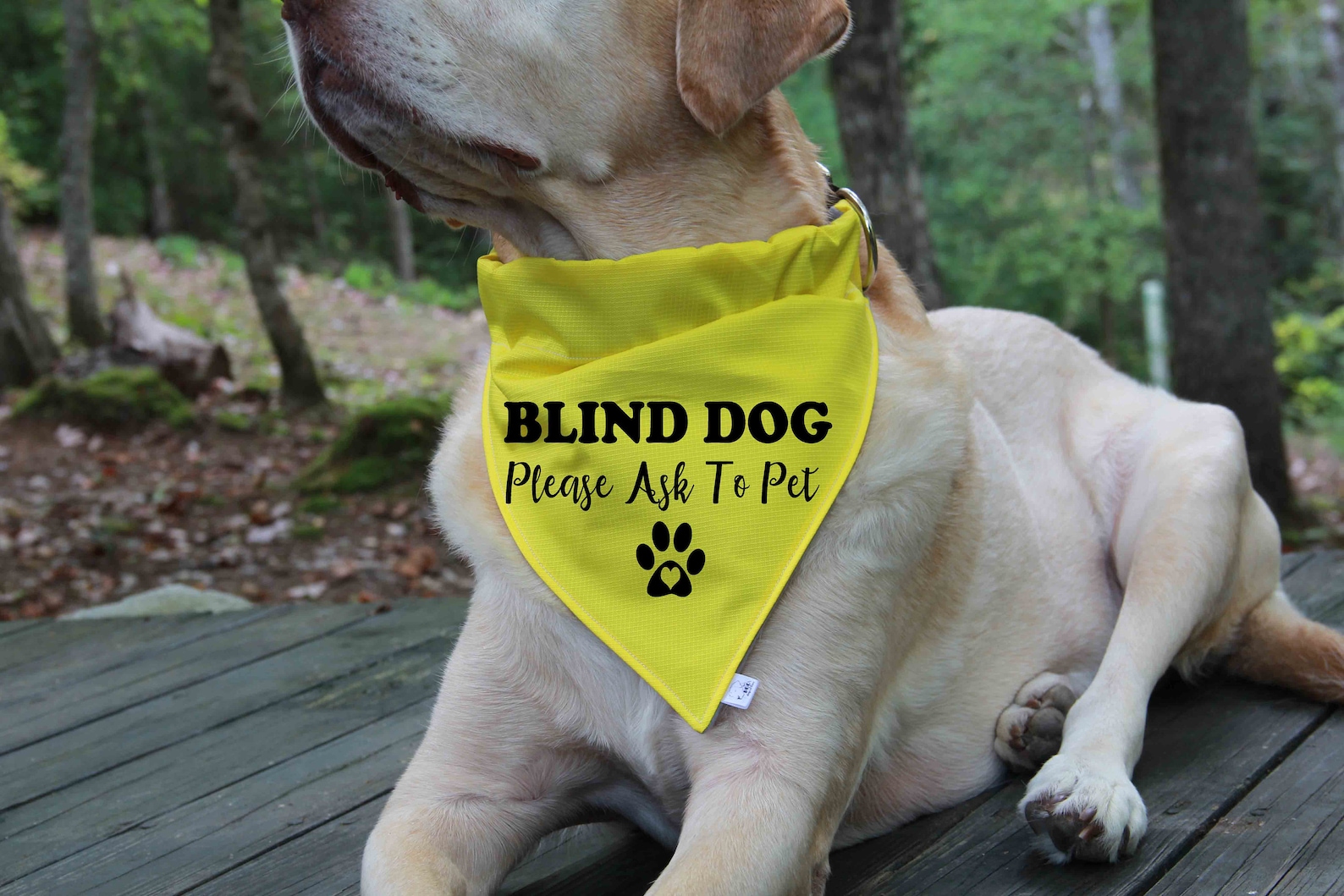 Blind Dog Bandana Over the Collar Bandana Blind Dog Etsy