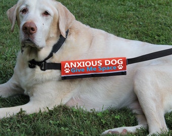 May include: A white Labrador Retriever dog wearing a black harness with a red and blue "Anxious Dog Give Me Space" patch. The dog is lying on green grass.