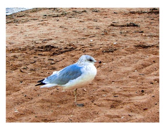 Seagull on the Beach Photo, 8x10 Photo print of blue and grey seagull standing in the sand on the beach of Lake Huron in Northern Michigan