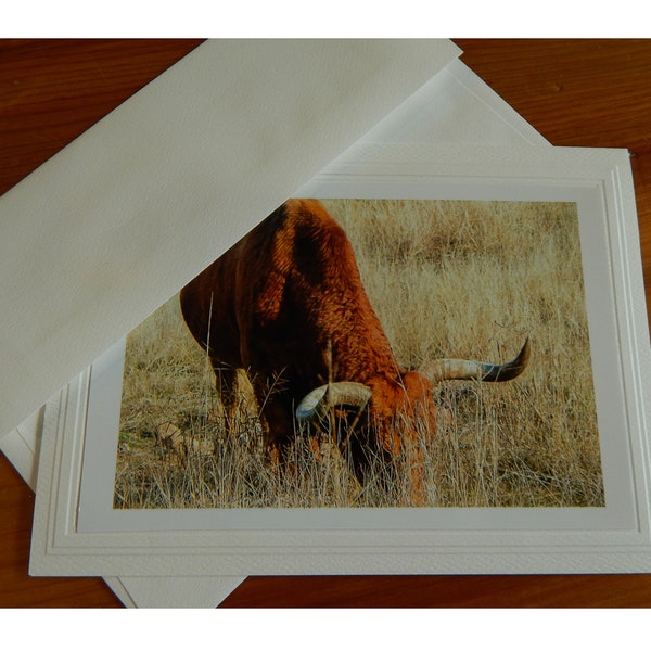 Texas Longhorn Photo Greeting Card, Photo ofTexas Longhorn cow grazing in tall grass.