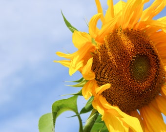 September Sunflower Photo Greeting Card