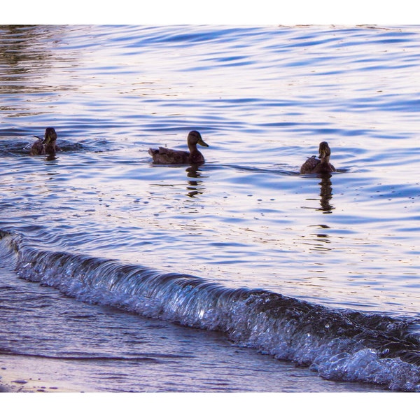 Three Ducks at in the waves at Sunset, 8x10 Photo photo print. Lake Huron, Michigan.